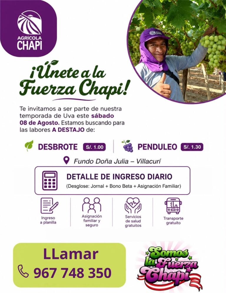 Trabajadores para Cosecha de Uvas en Fundo Doña Julia, Villacurí
