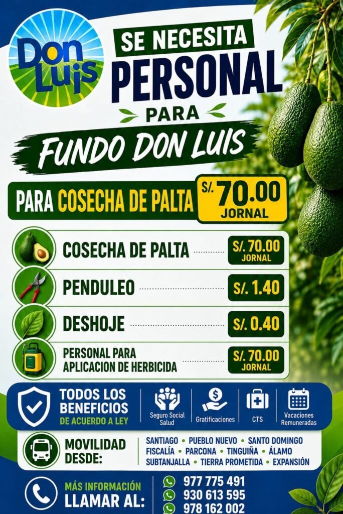 Cosechador de Palta en Fundo Don Luis