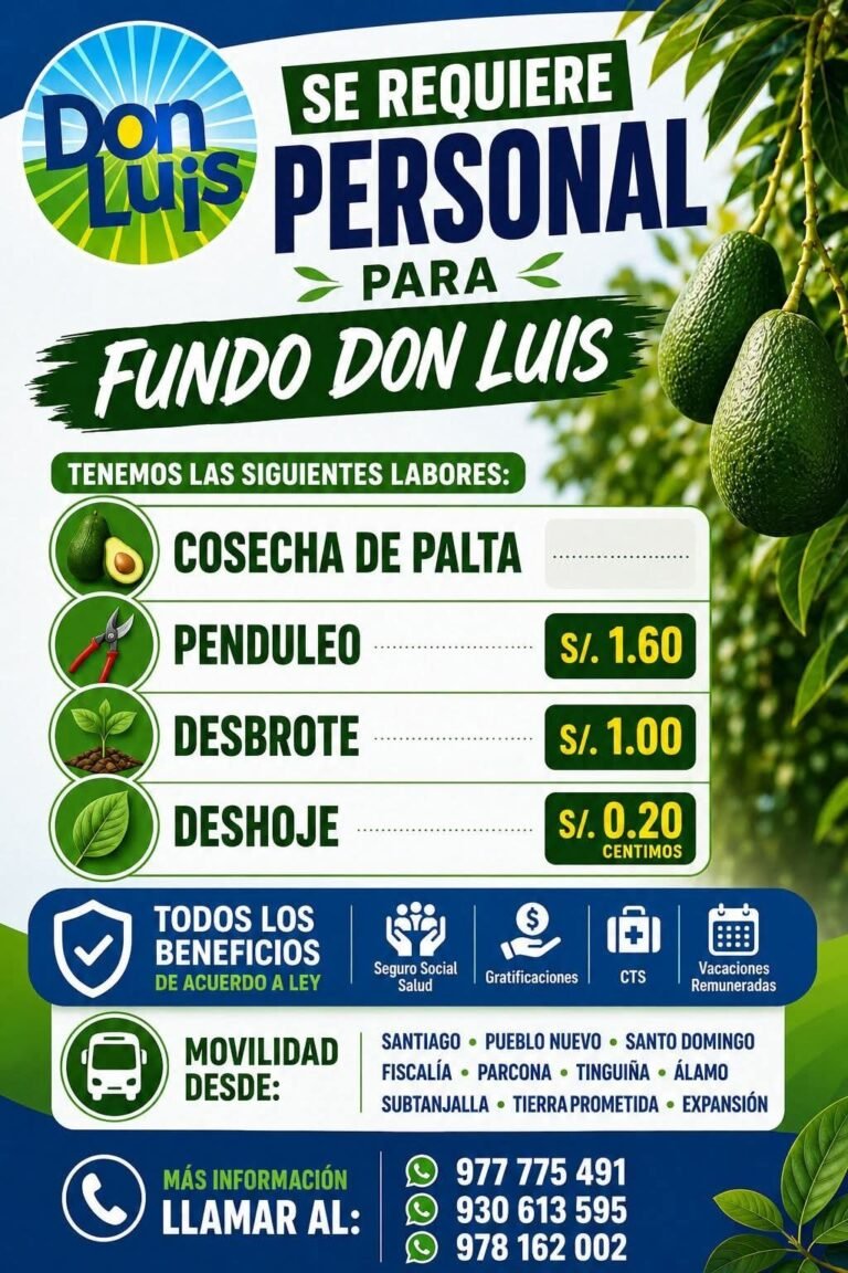 Cosechadores de Palta en Fundo Don Luis, Ica