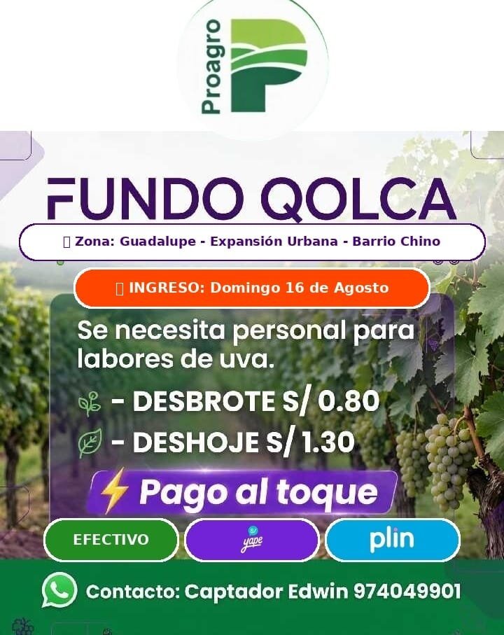 Trabajadores para Desbrote y Deshoje en Expansión, Barrio Chino