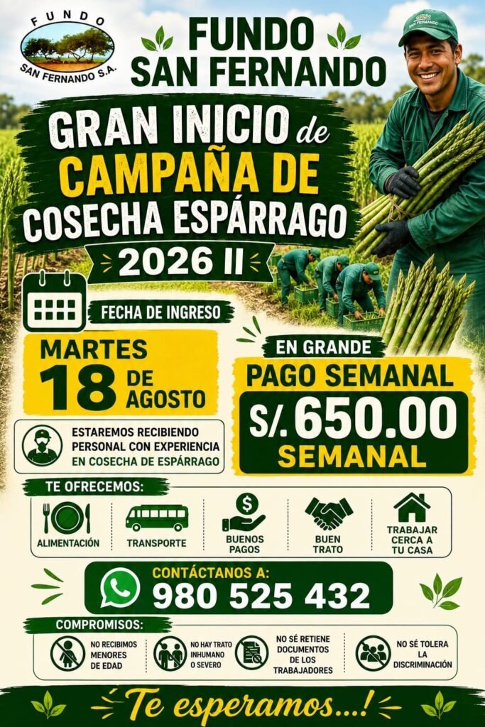 Personal para Cosecha de Espárrago en Fundo San Fernando, Ica
