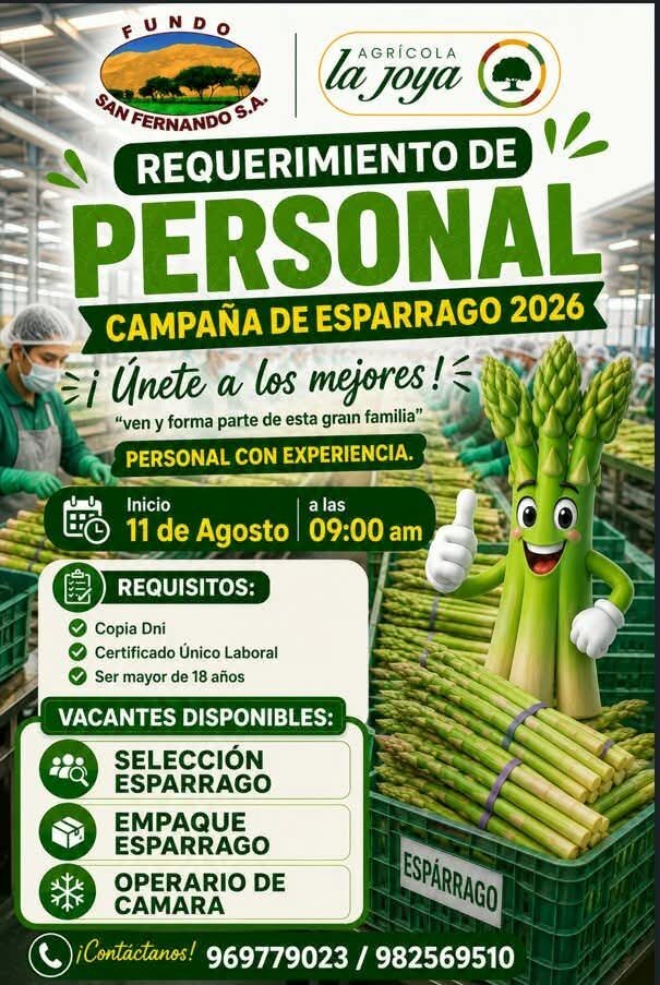 Trabajo en Campaña de espárragos en fundo la joya