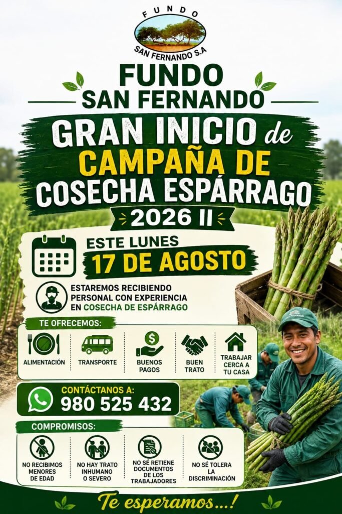 Cosecha de espárrago en fundo San Fernando