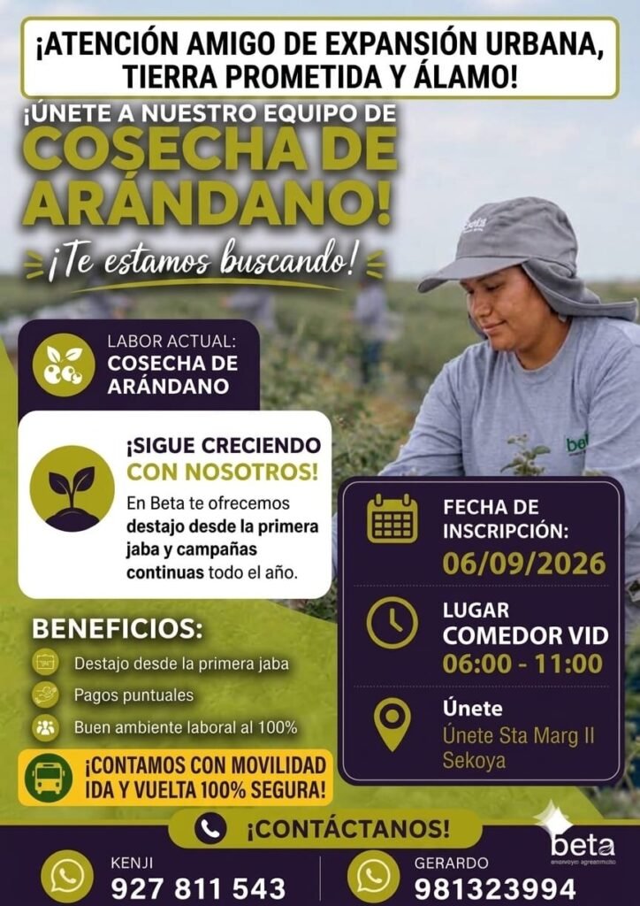 Cosecha de arandanos en Beta