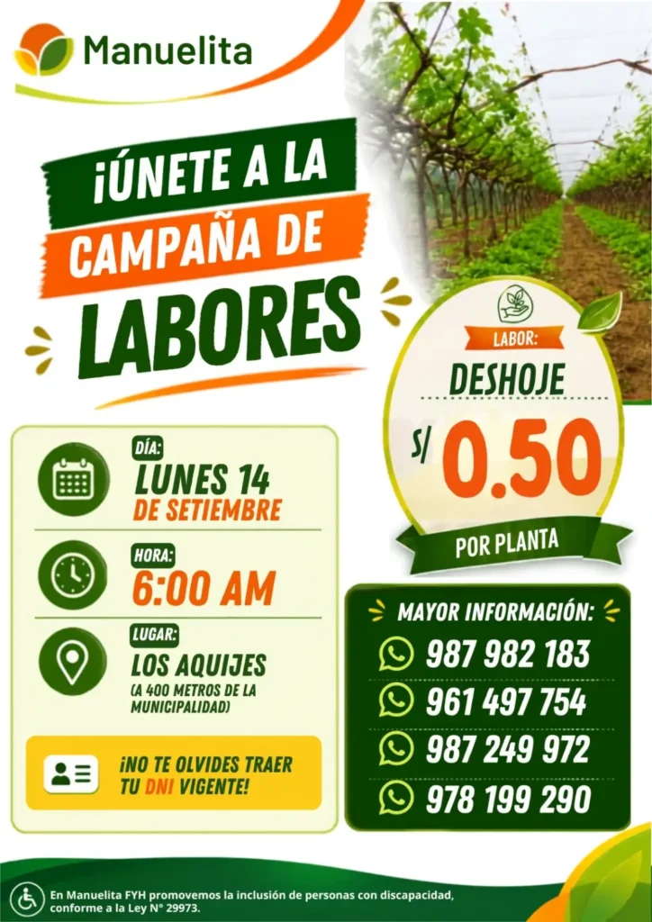 Manuelita FYH — Labores de campaña (iluminación, penduleo, ajuste de carga, deshoje) - Imagen 2