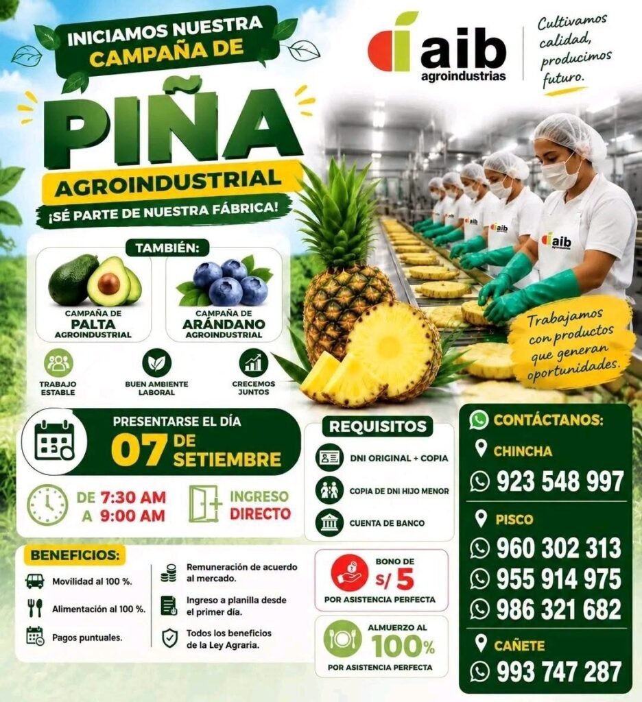 Packing de palta, piña y arandano en AIB Chincha