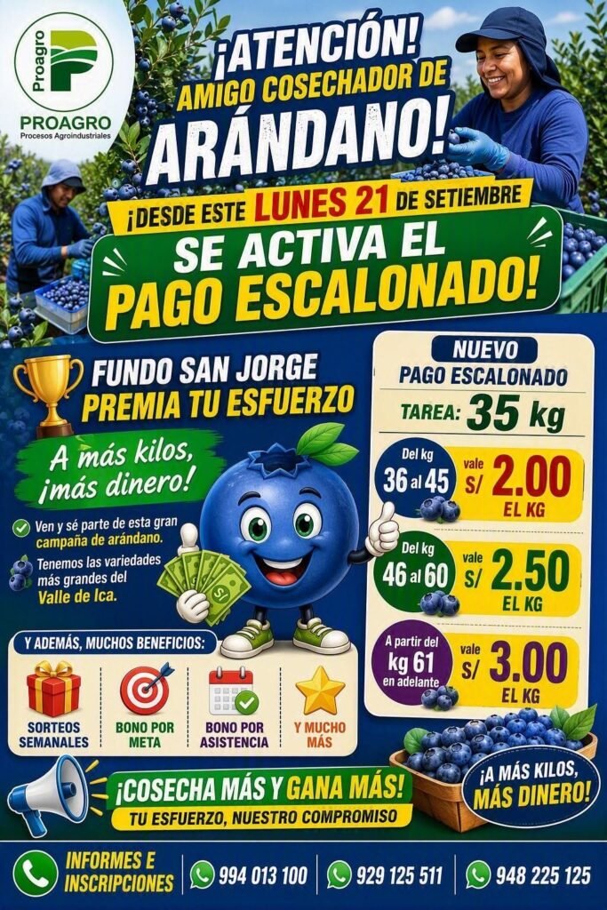 Cosecha de arandanos en Proagro
