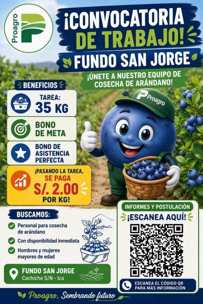 Cosecha de arándanos en Ica