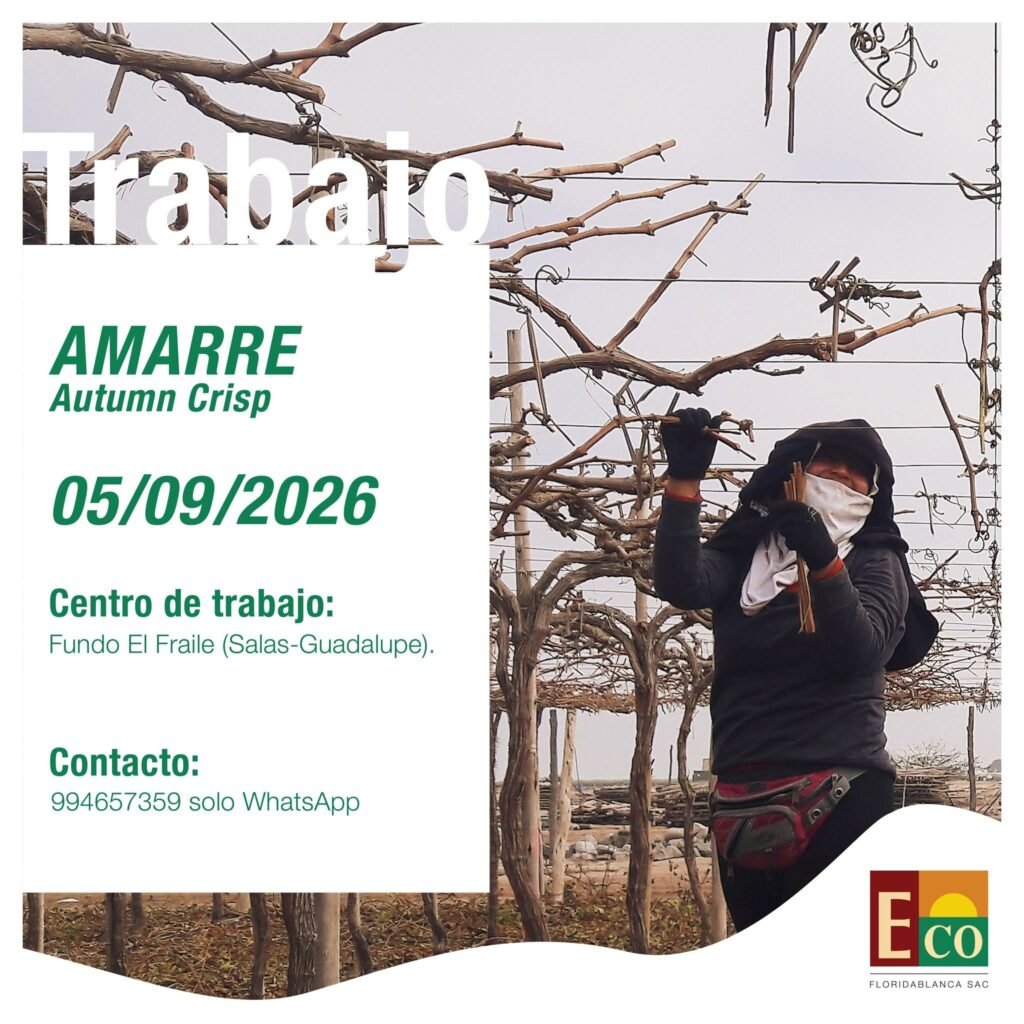 Personal para amarre de uva en Ica