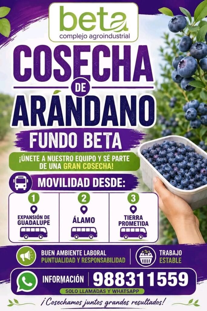 Cosechadores de arandano en la region Ica