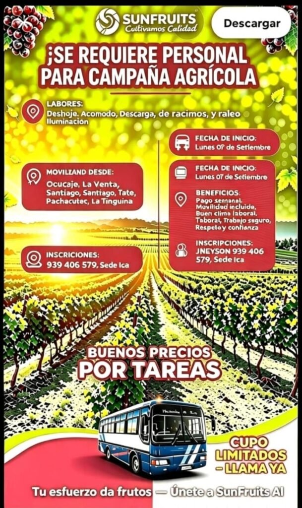Trabajo en labores de uva en Sunfruits