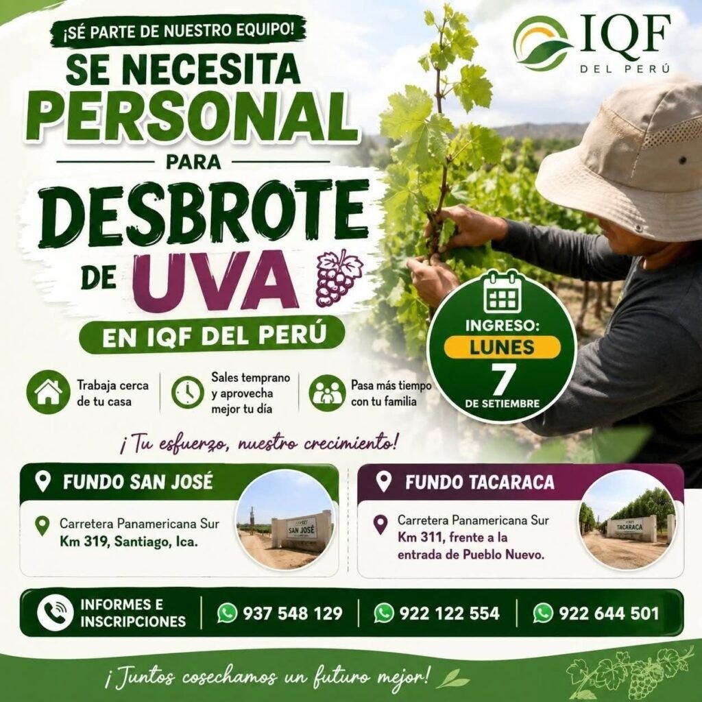 Desbrote de Uva en IQF
