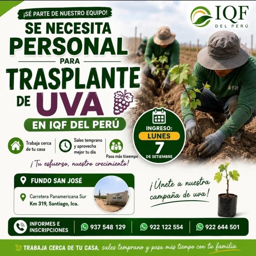 Desbrote de Uva en IQF - Imagen 3
