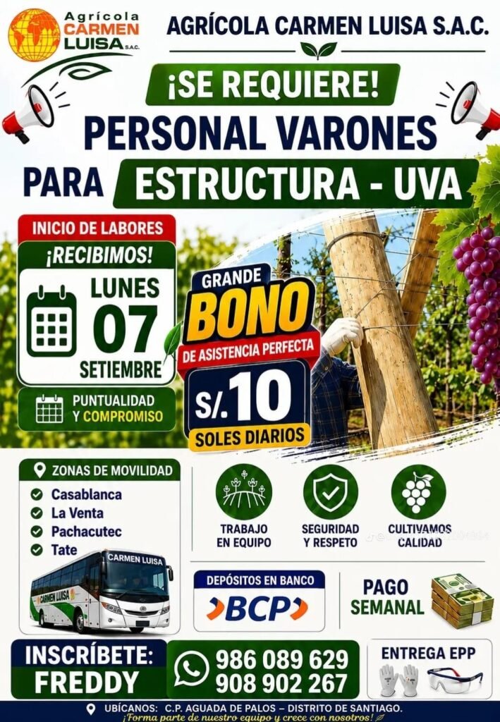 Campaña de uva en Agrícola Carmen Luisa - Imagen 2