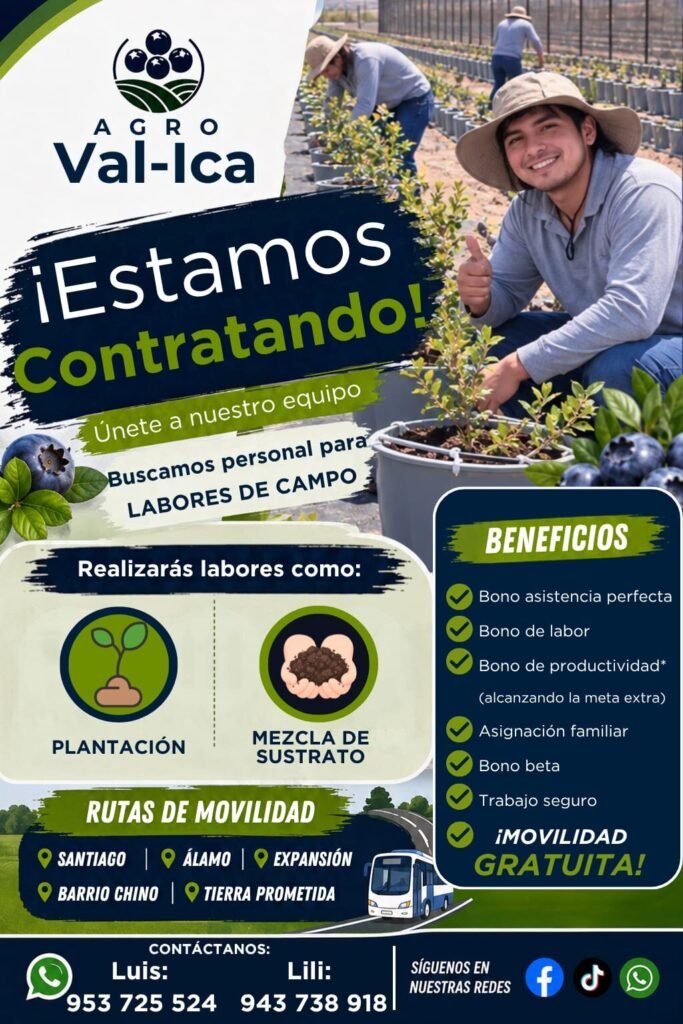 Labores de campo en agroval Ica - Imagen 2