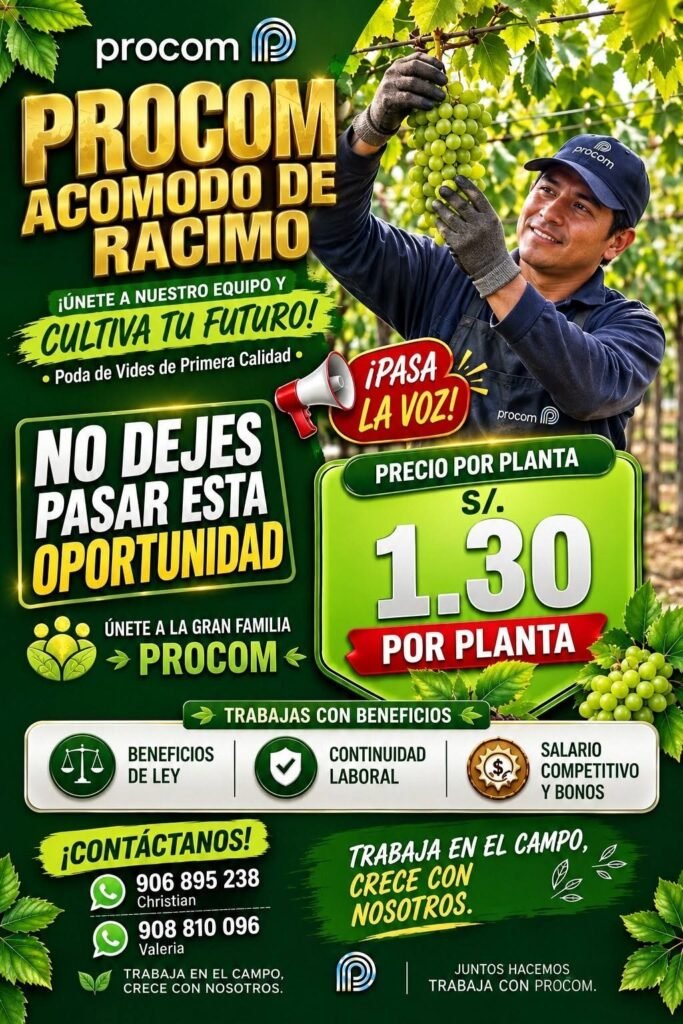 Campaña de uva en Agricola Procom - Imagen 2