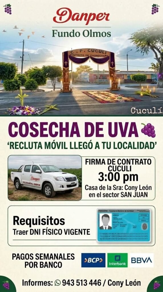 Cosecha de uva en Olmos