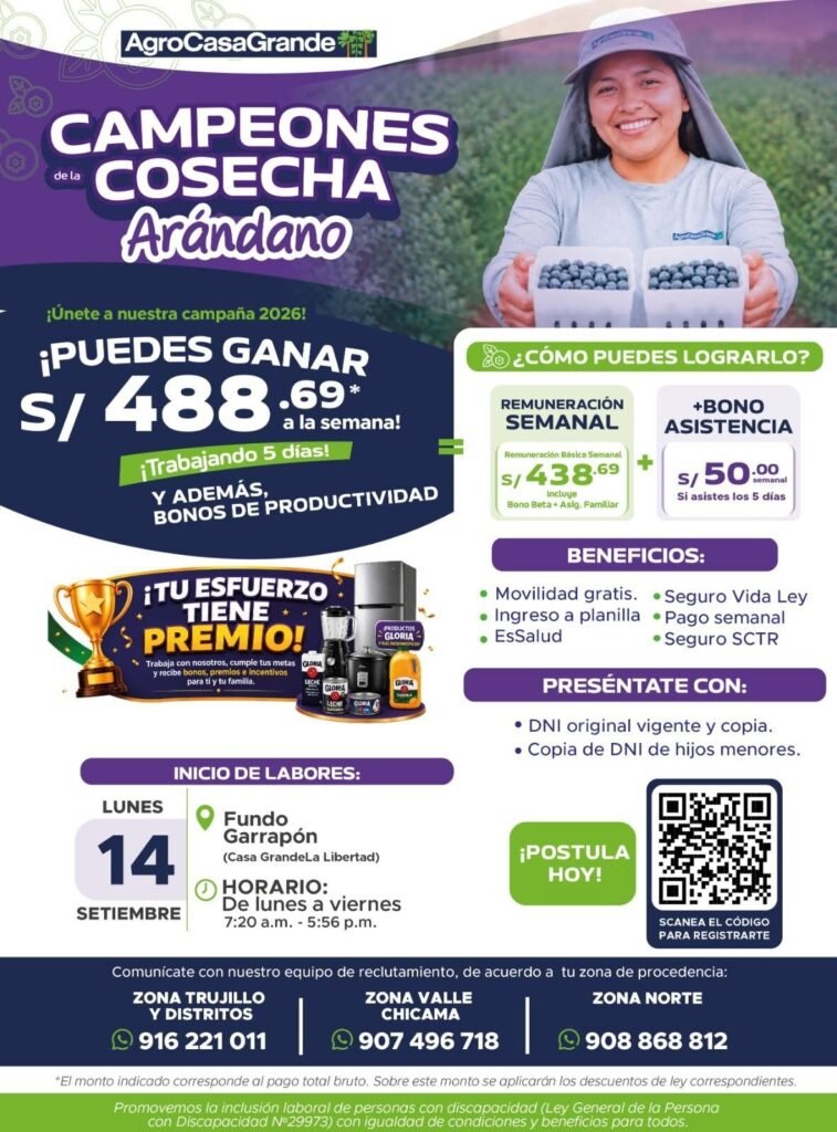 Cosecha de arandano en Trujillo
