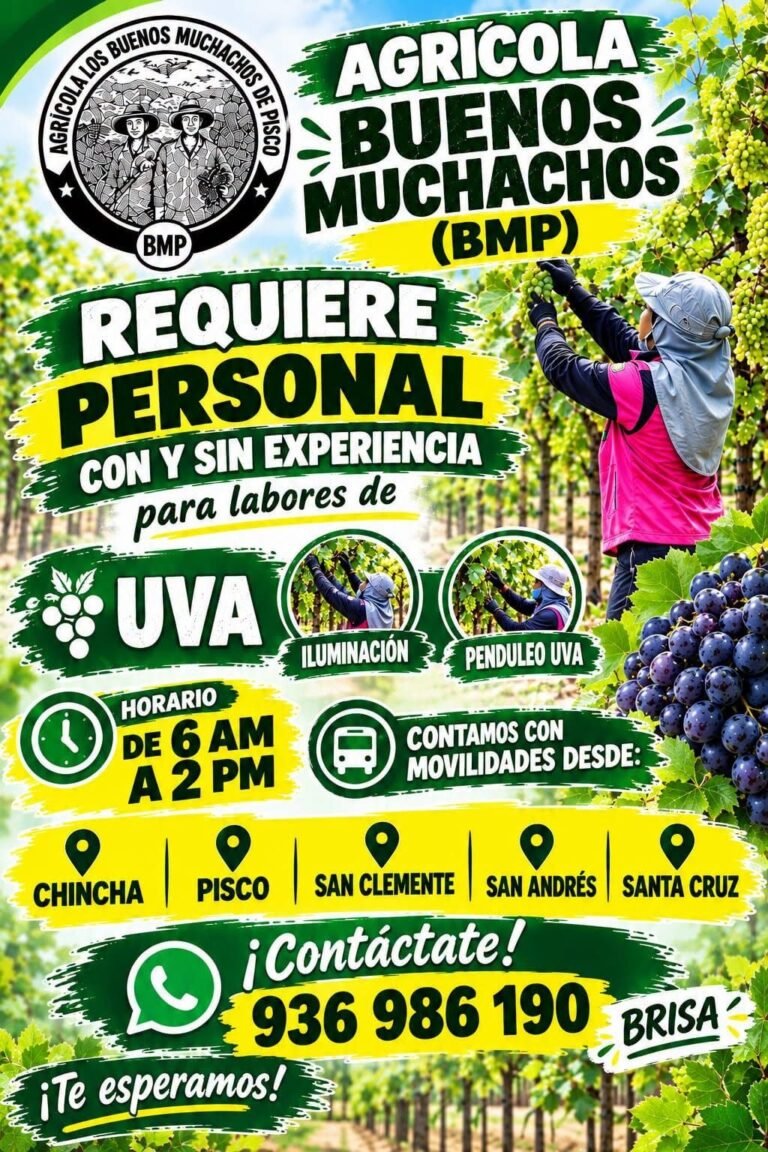 Personal para labores de uva iluminación y penduleo