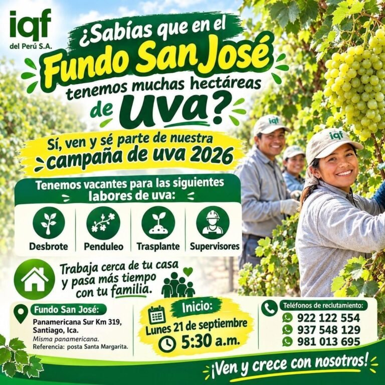 Labores de uva en IQF del Peru
