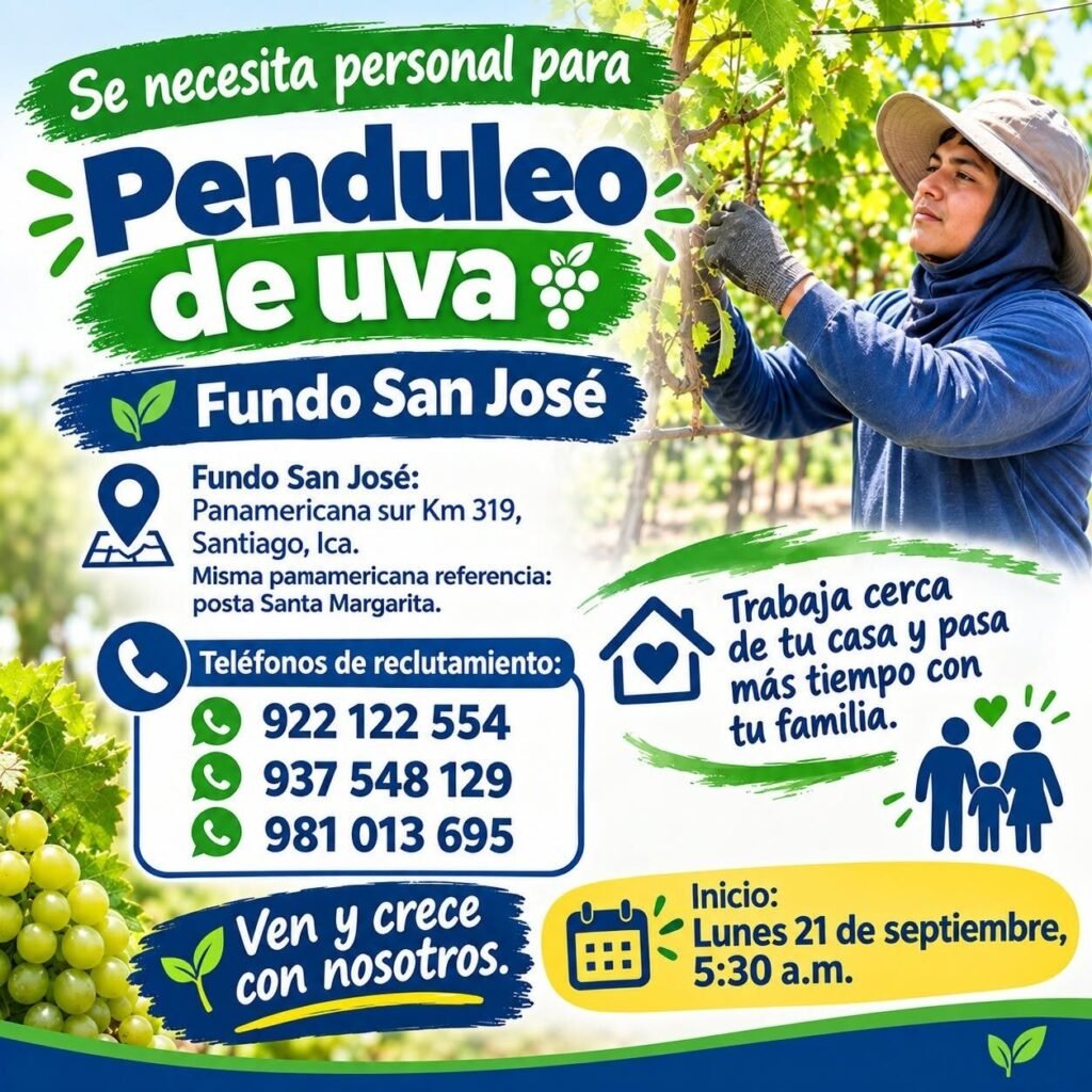 Penduleo de uva en Ica