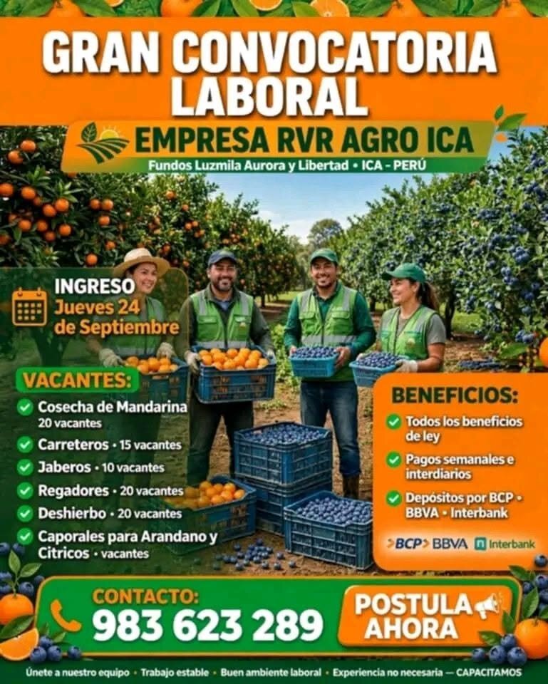 Cosecha de mandarina en RVR agro