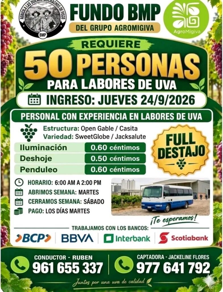 50 personas para labores de uva