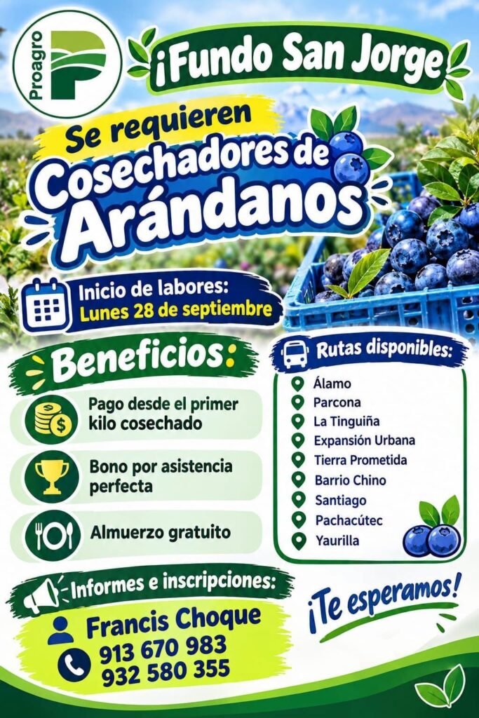 Cosecha de arandanos