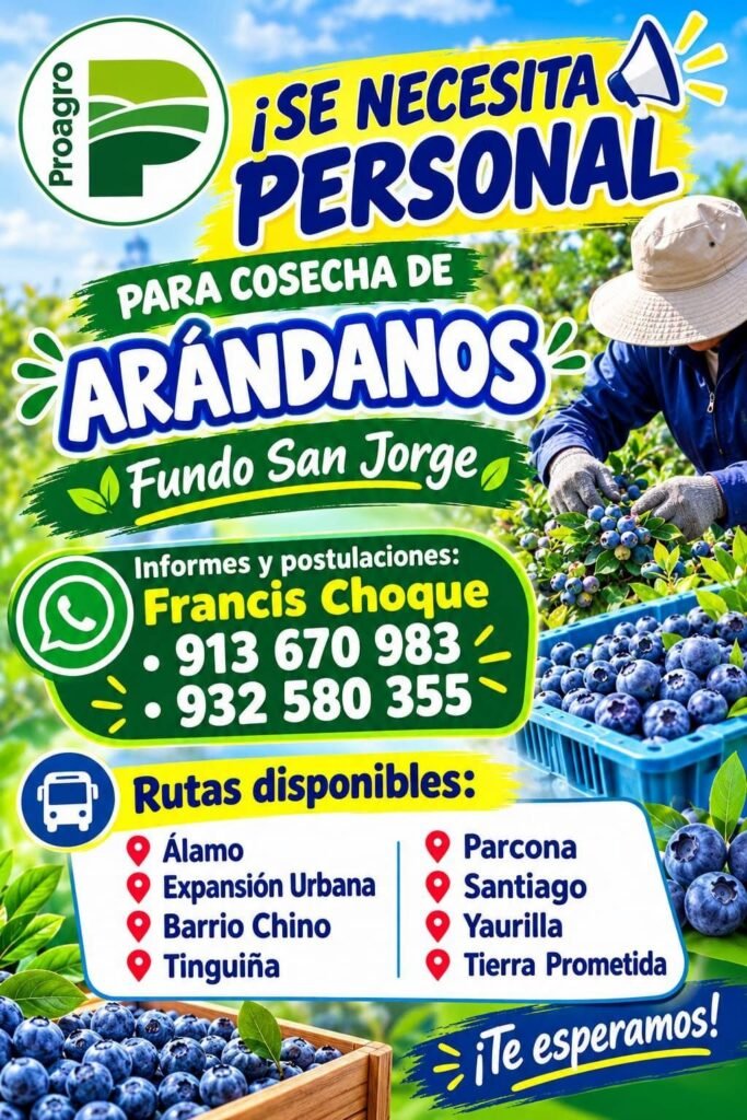 Personal para cosecha de arándanos