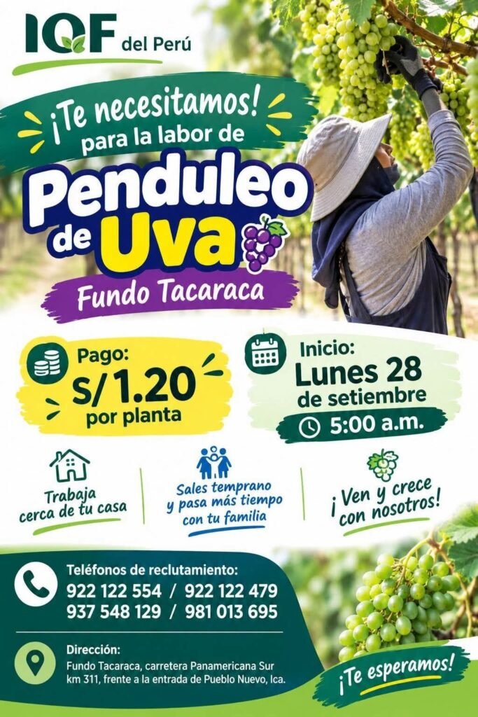 Penduleo de uva