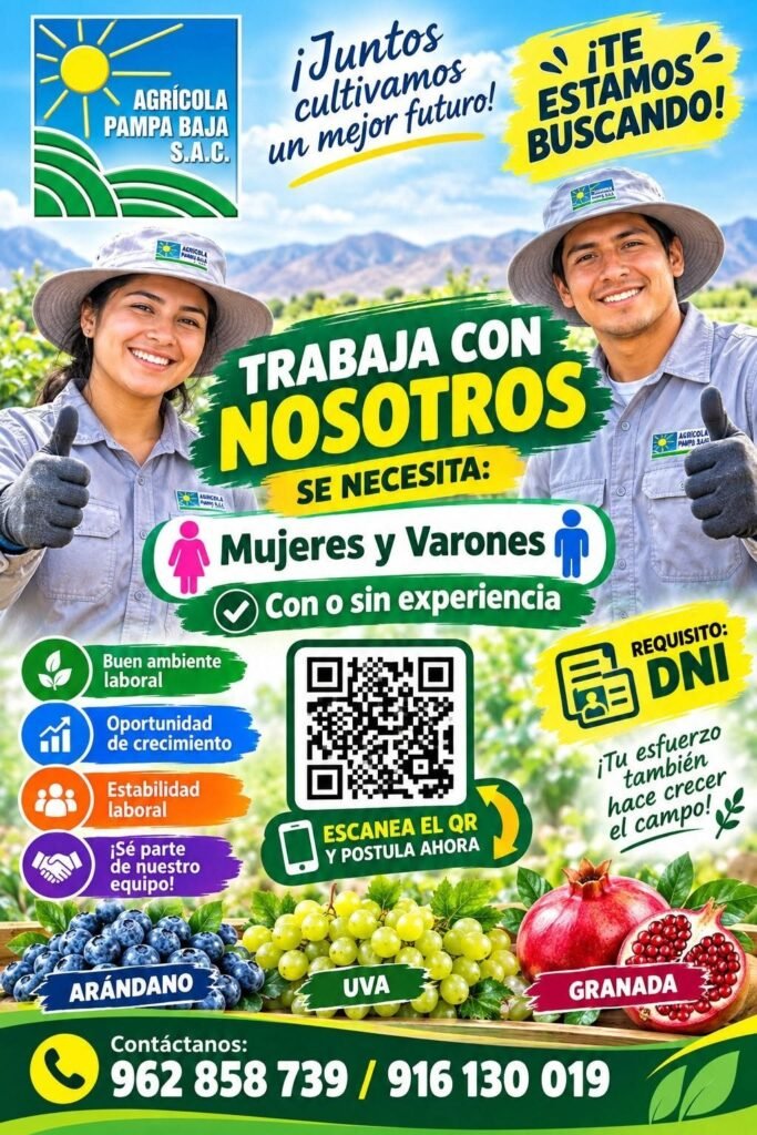 Cosecha de uva en Agricola Pampa Baja