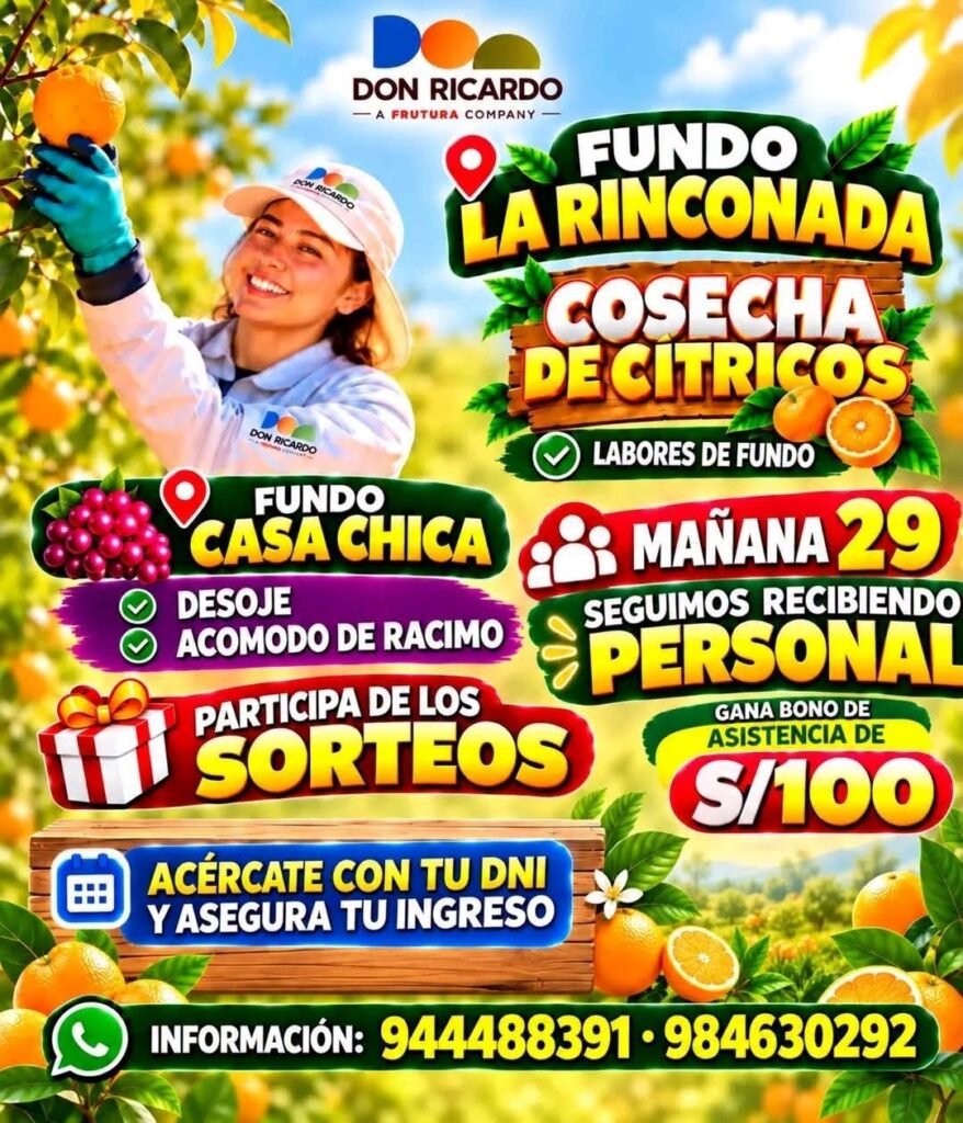 Cosecha de cítricos en Fundo La Rinconada