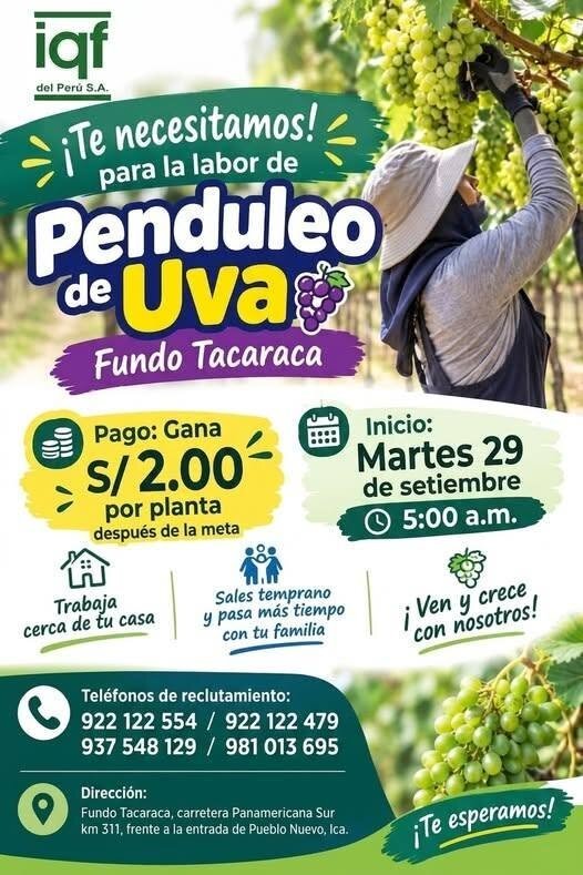 Penduleo de uva