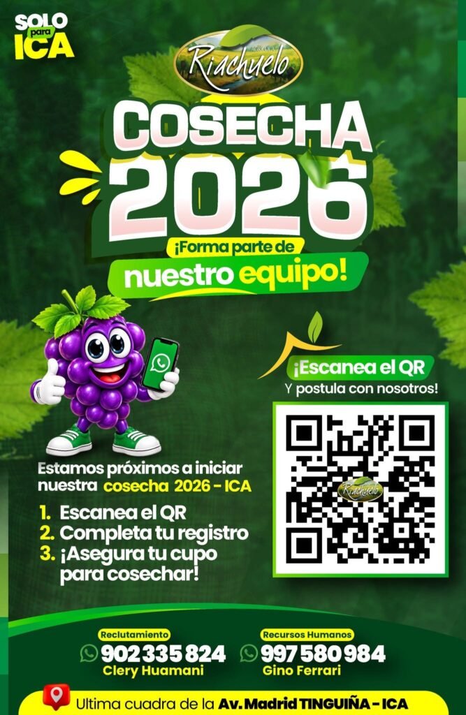 Cosecha de uva en Ica – Campaña 2026 – 2027