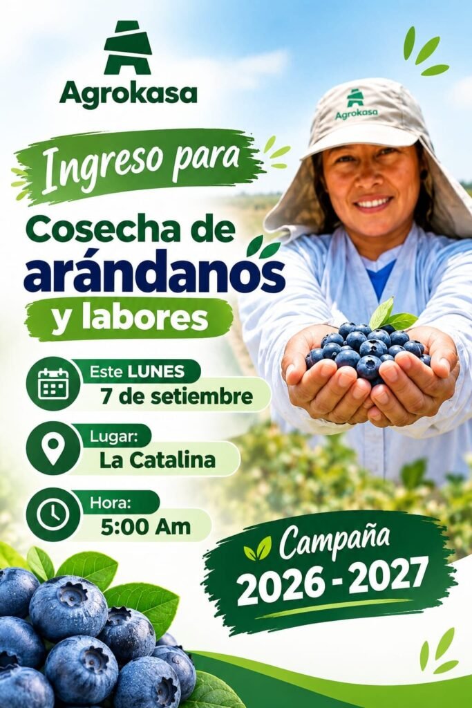 Cosecha de arandanos en Agrokasa, fundo la catalina