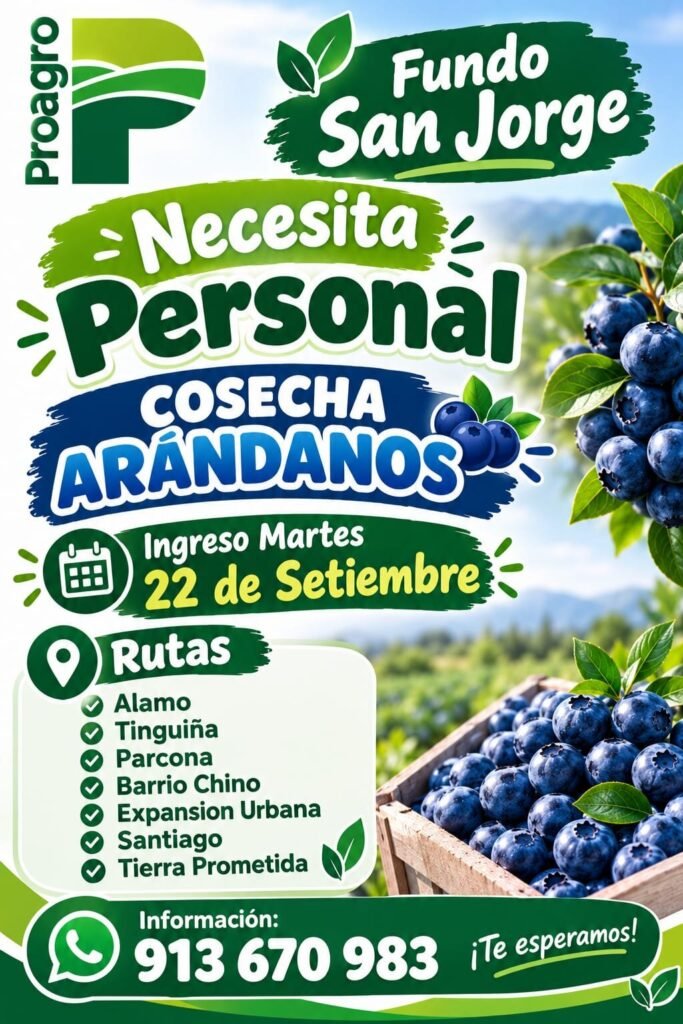 Cosecha de arandanos en Proagro