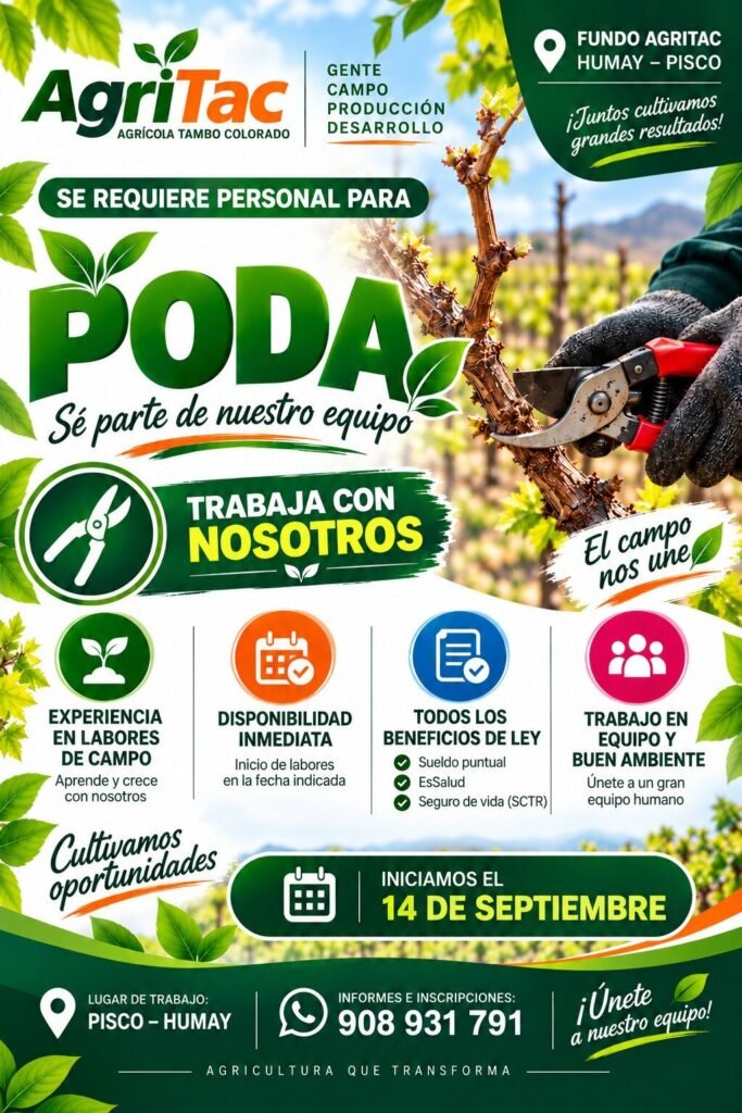 Personal para poda de uva en Pisco