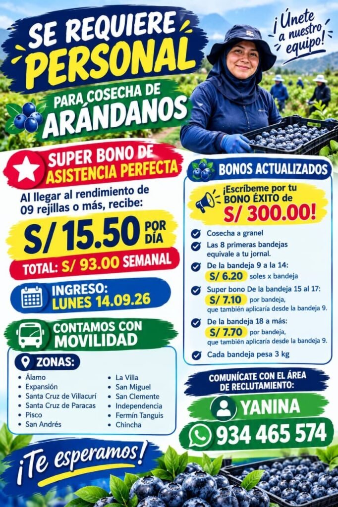 Cosecha de arandanos en Grupo Vanguard