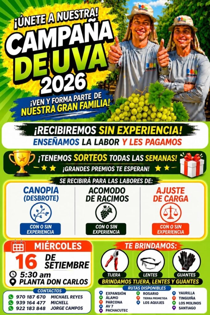 Personal para labores de uva en Agricola DOn Ricardo - Imagen 1