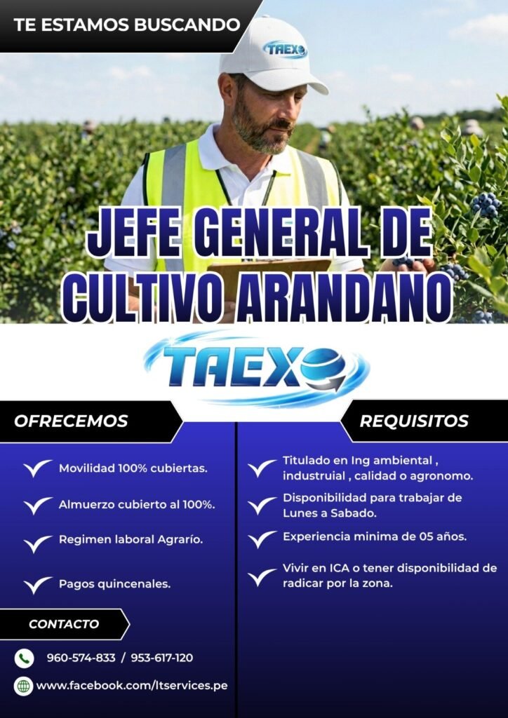 Jefe General de Cultivo de Arándano