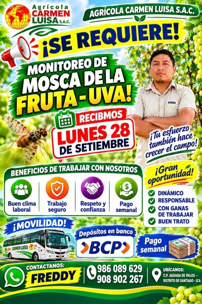 Monitoreo de mosca de la fruta-uva