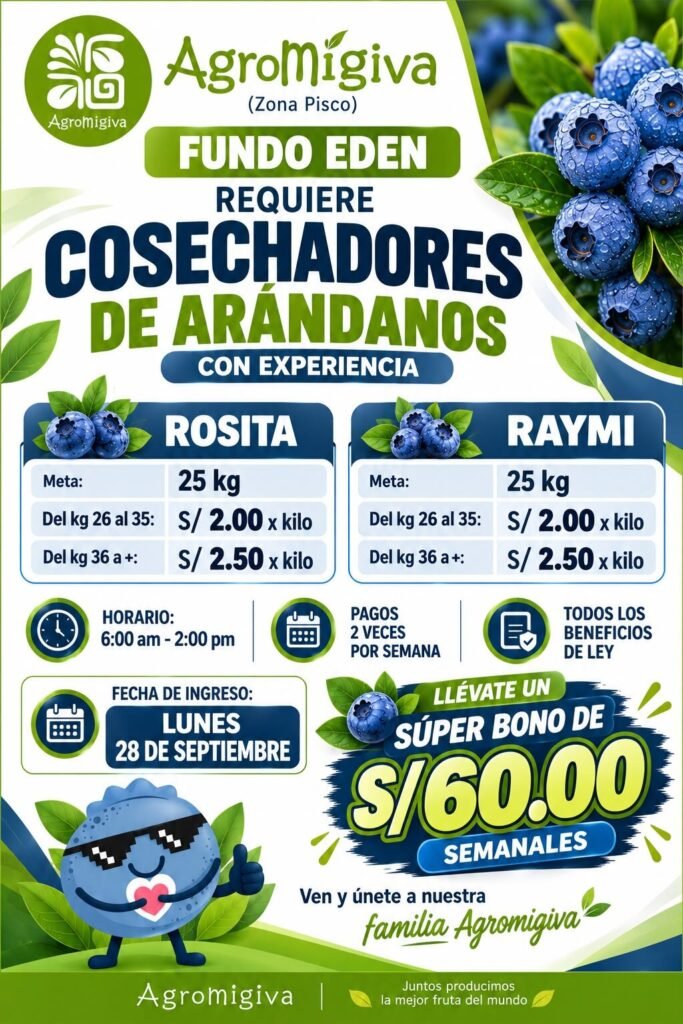 Cosecha de arandano en Fundo Eden