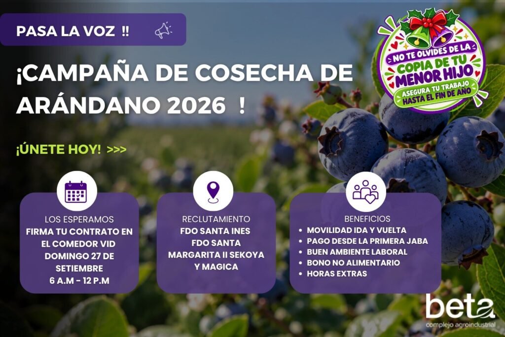 Campaña de cosecha de arandano - Imagen 2