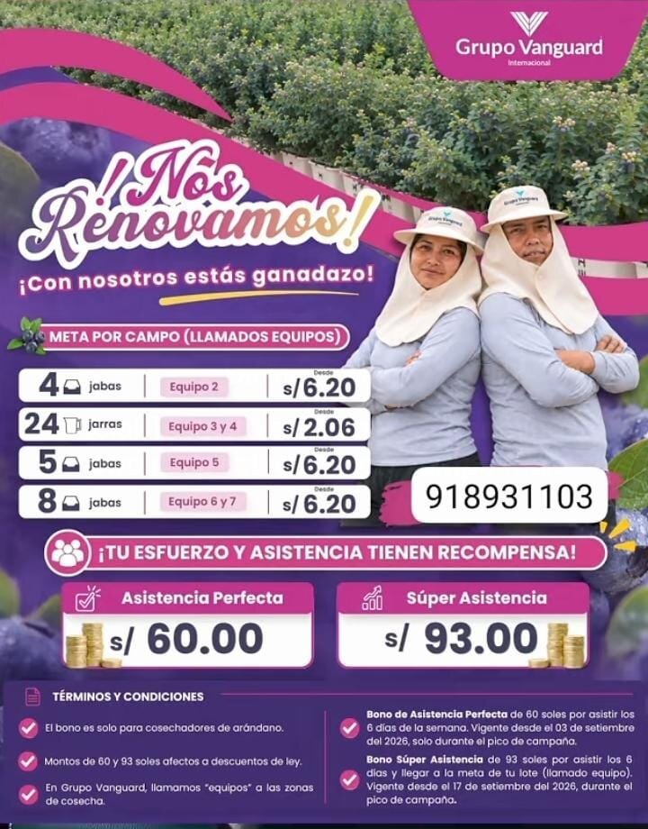 Cosecha de arandanos en Grupo Vanguard