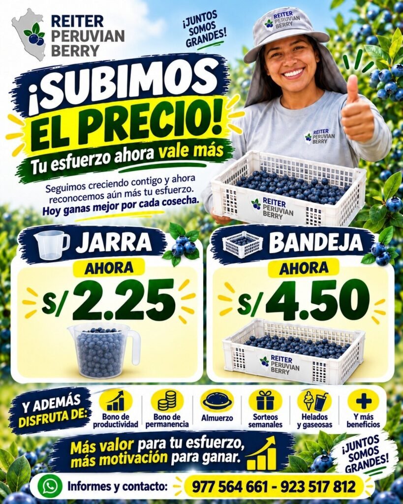 Cosecha de arandanos en Reiter Peruvian