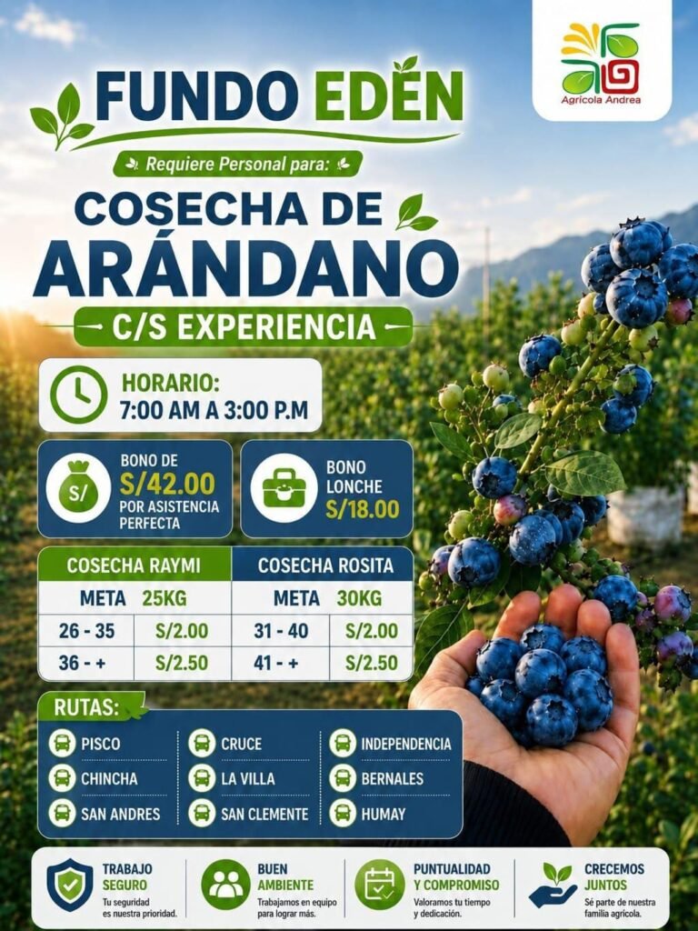 Personal para cosecha de arandanos en FUNDO EDEN