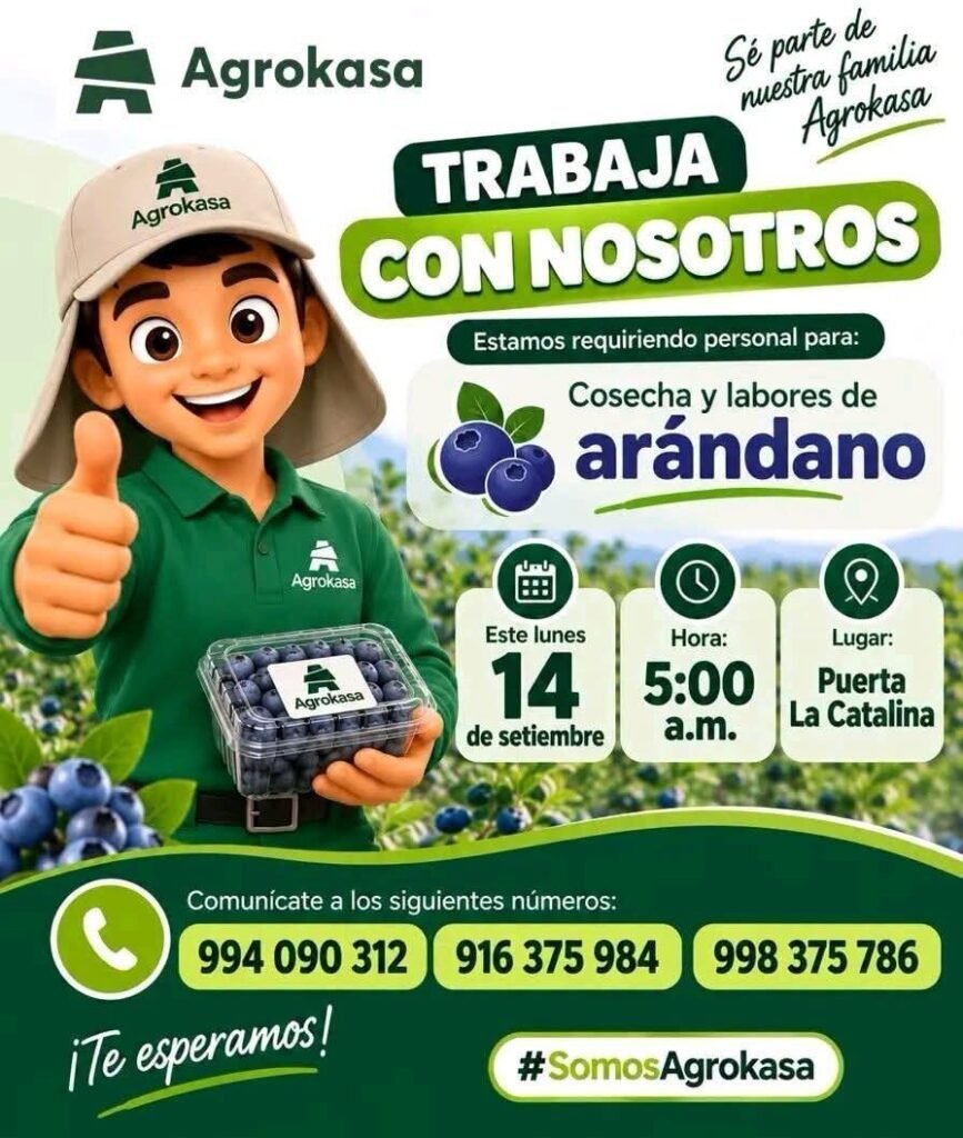 Trabaja con nosotros — personal para cosecha y labores de arándano (Agrokasa) - Imagen 2