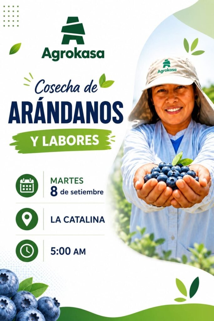 Cosecha de arándanos y labores — Agrokasa