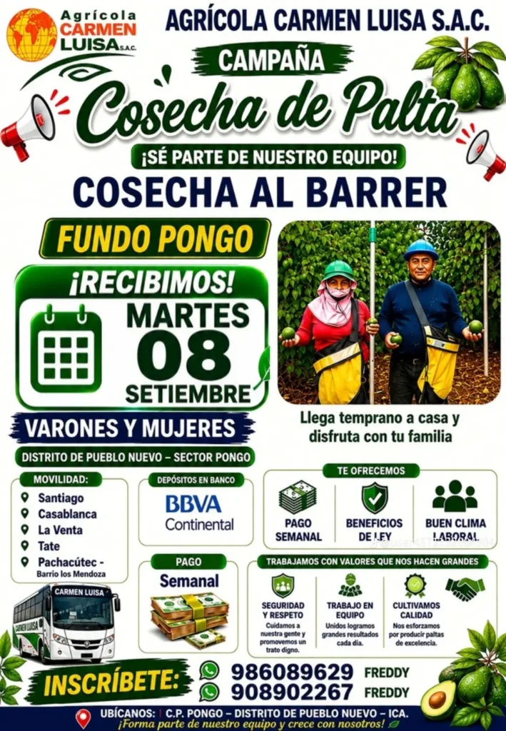 Cosecha de palta — Agrícola Carmen Luisa S.A.C.