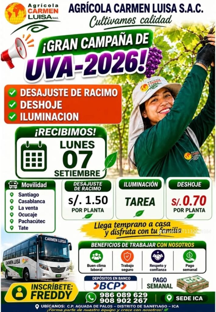 Campaña de uva en Agrícola Carmen Luisa